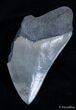 Partial Inch Megalodon - Absolutely Gorgeous #2540-1